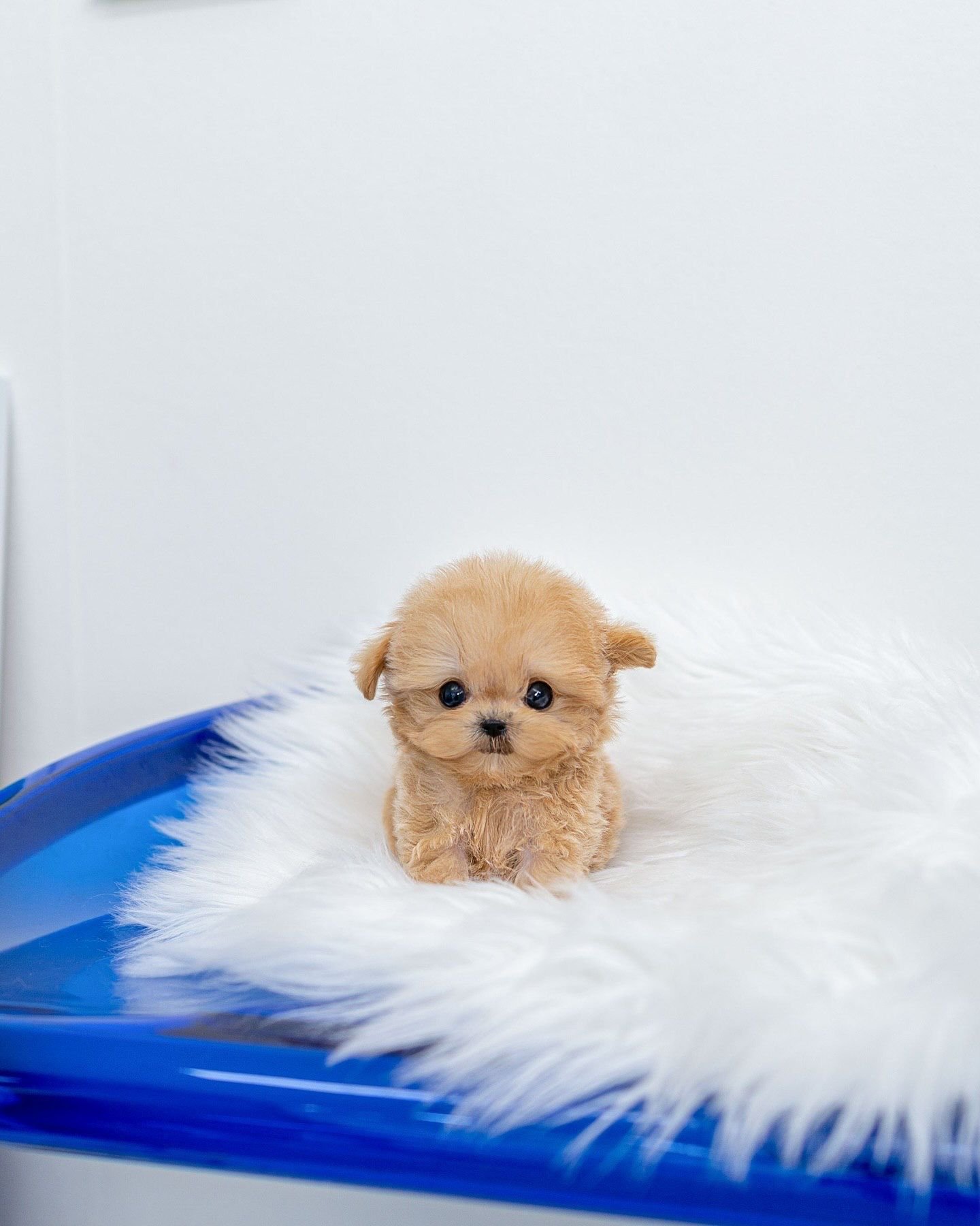 maltipoo maltipoo for sale