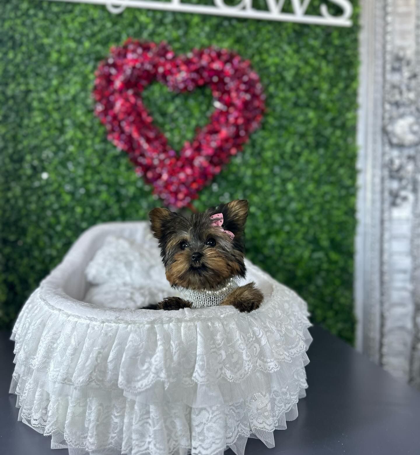 maltese dog breeders