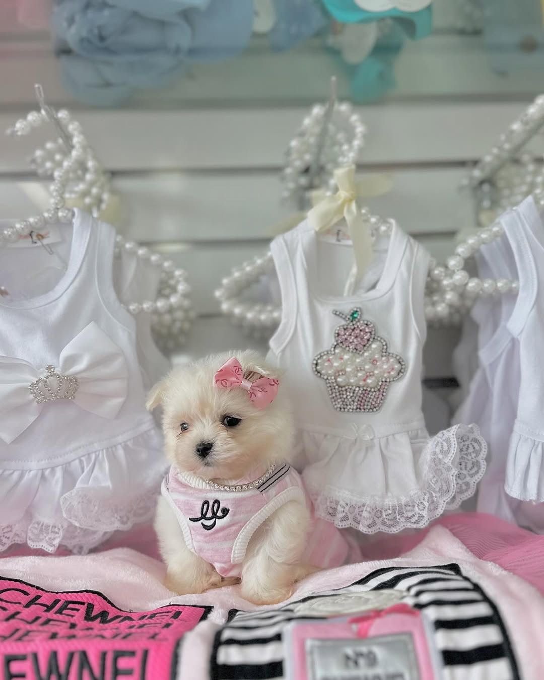 chihuahua dogs for sale