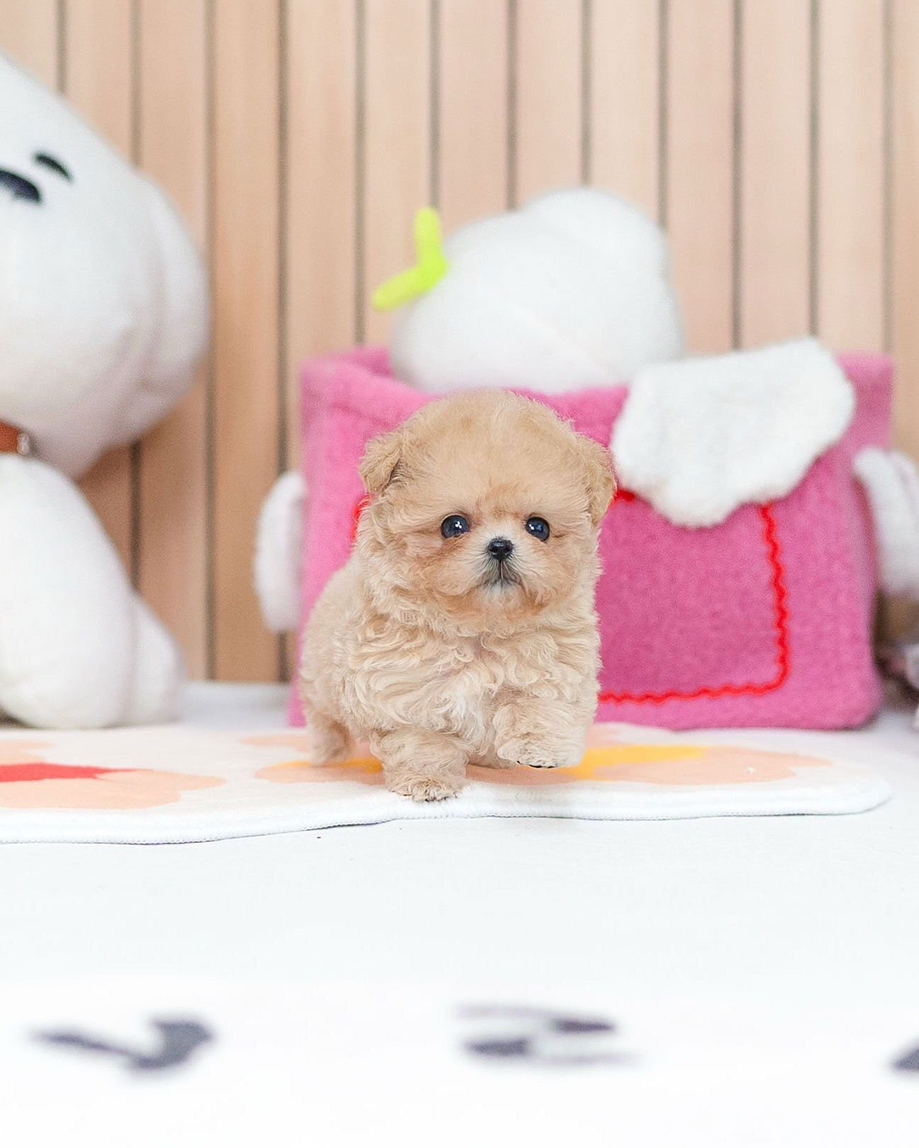 teacup pomeranian pomeranian