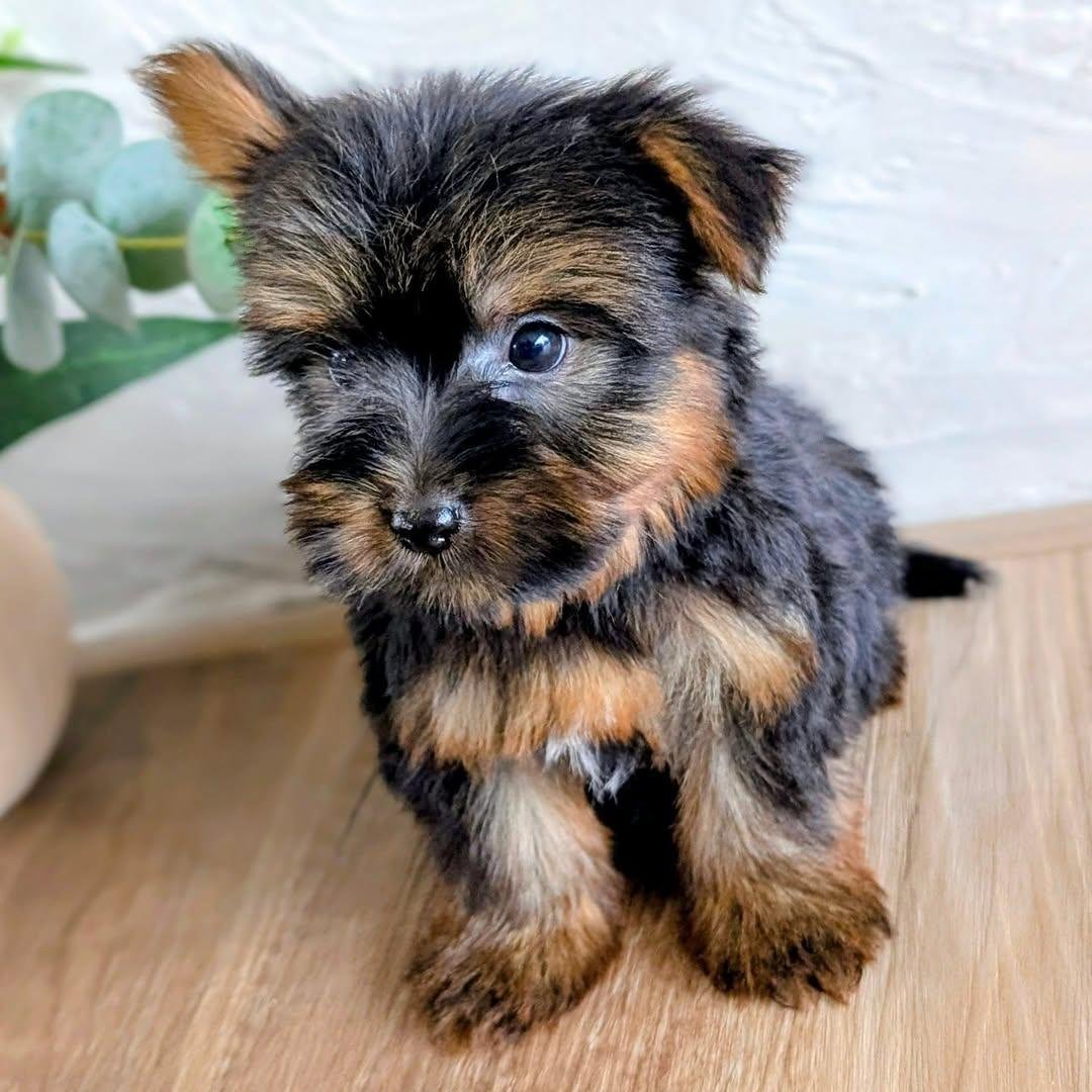 Yorkie Poodle breeders