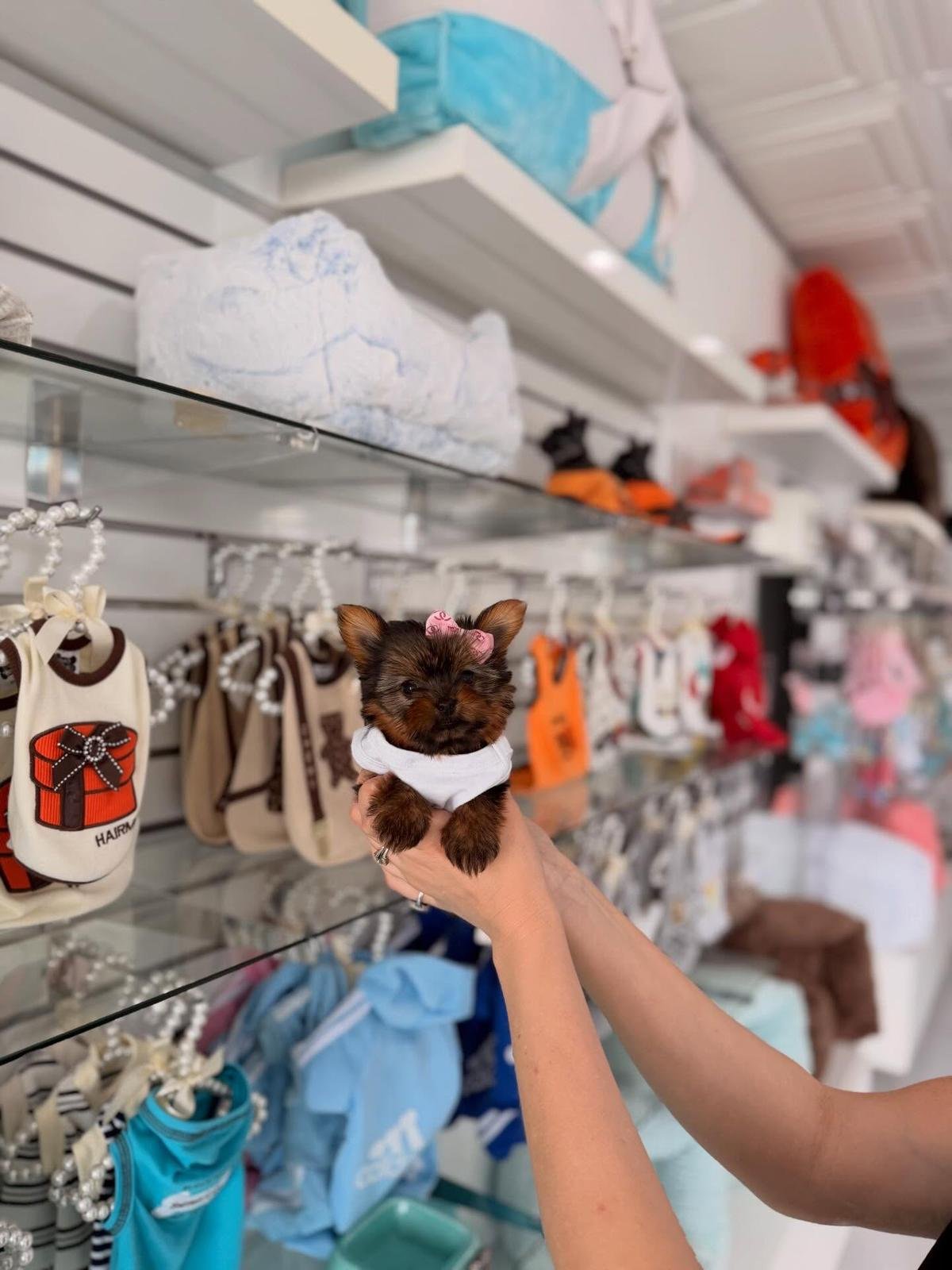 teddy bear dog breed