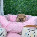 Pomeranian Dog Price: 3 Complete Guide to Costs, Care, and Buying Tips