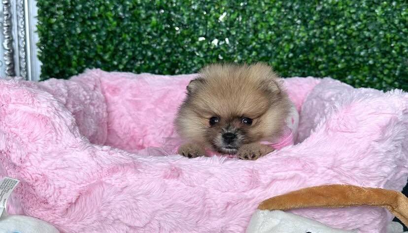 pomeranian dog price