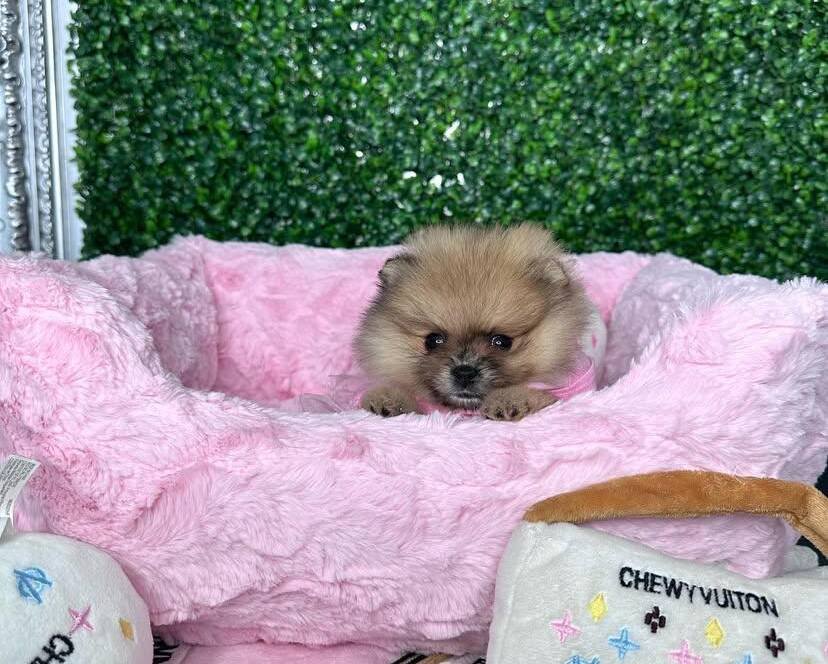 pomeranian dog price
