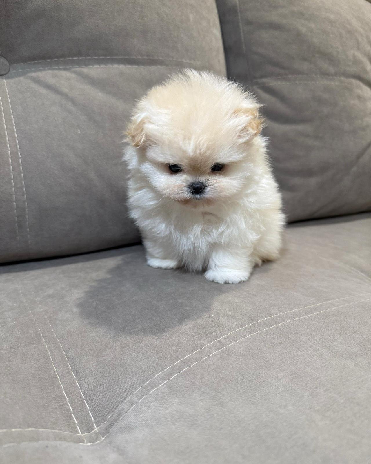 Maltipom