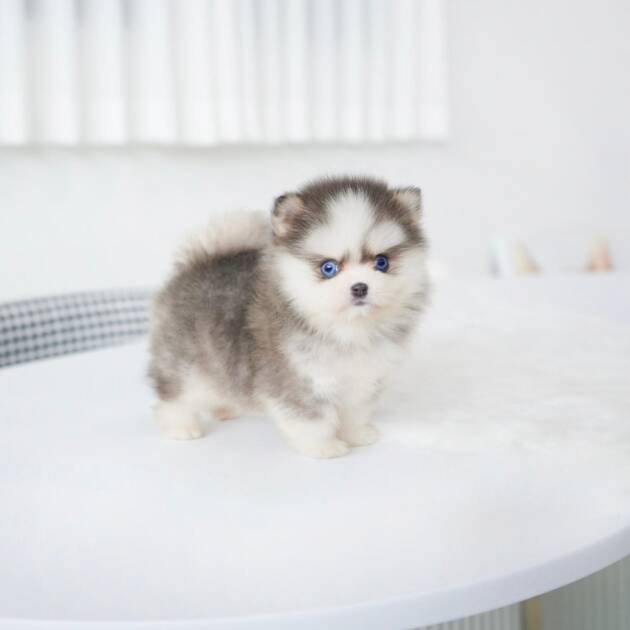 mini Pomsky