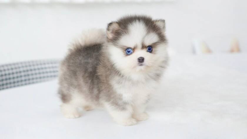 teacup Pomsky