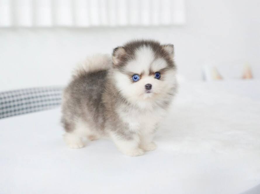 mini Pomsky