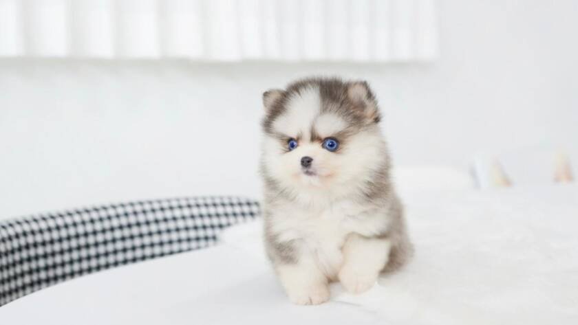 miniature Pomsky
