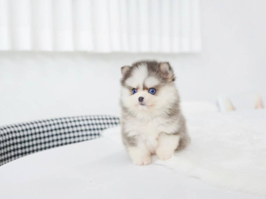 miniature Pomsky