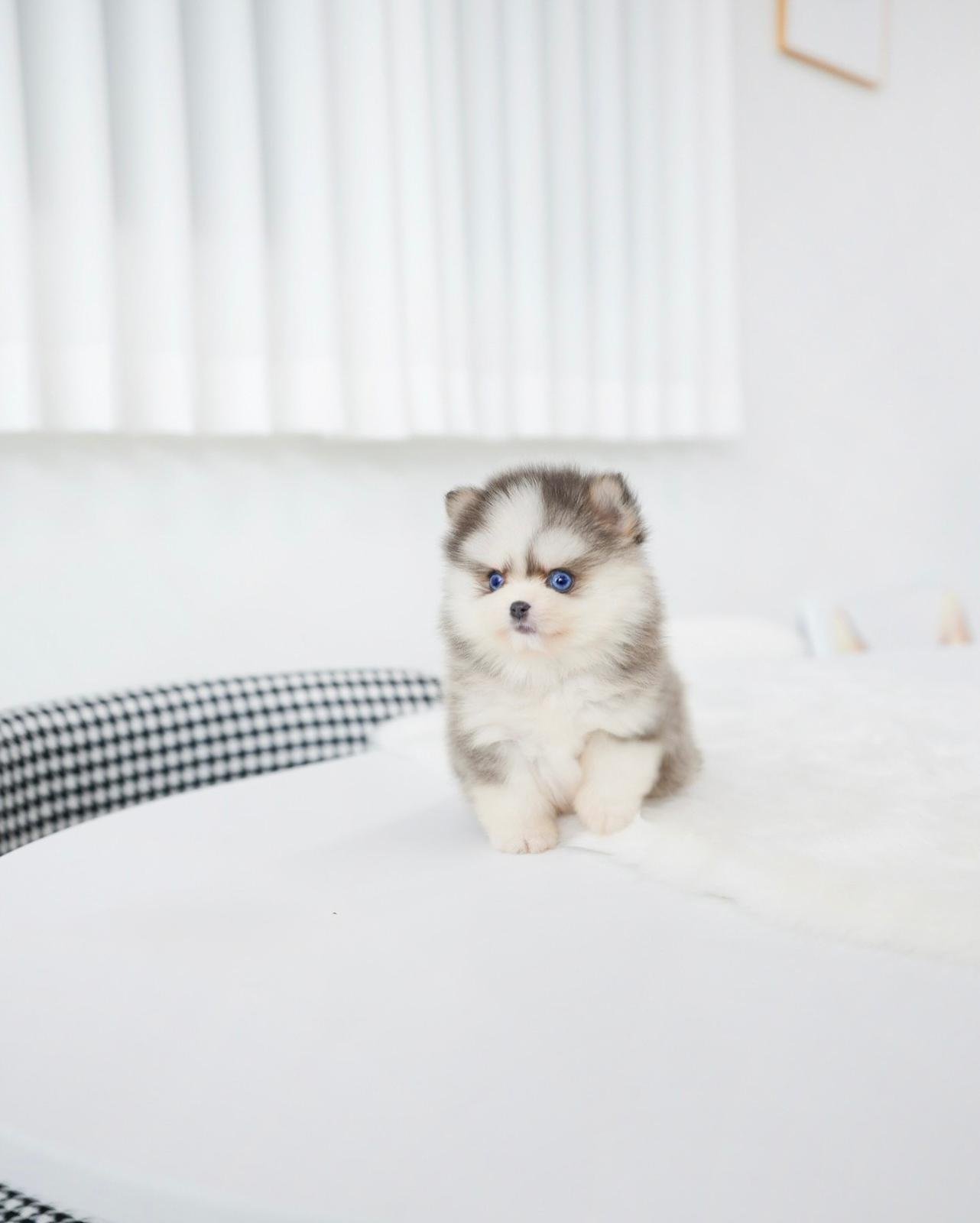 miniature Pomsky