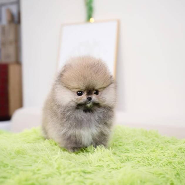 Pomeranian price