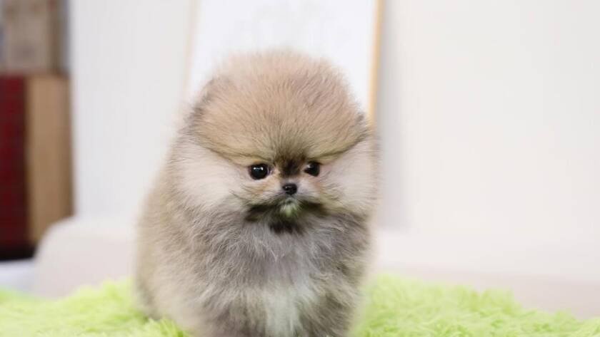 Pomeranian price
