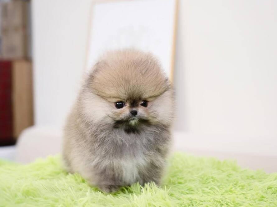 Pomeranian price