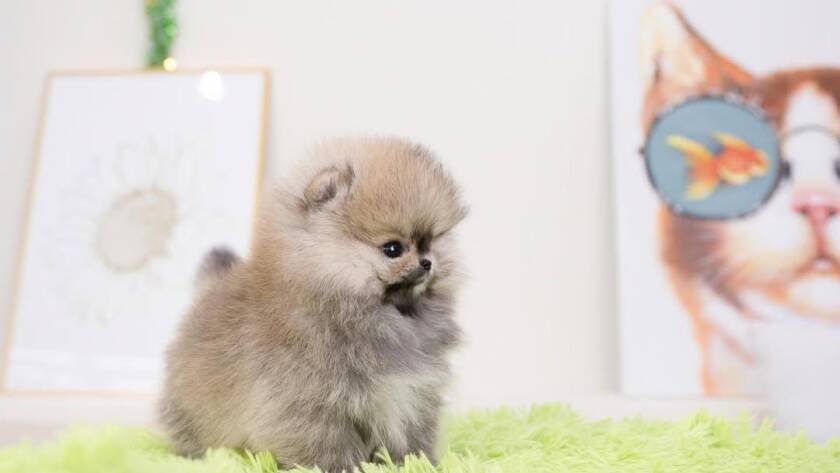 Buying a Pomeranian puppy
