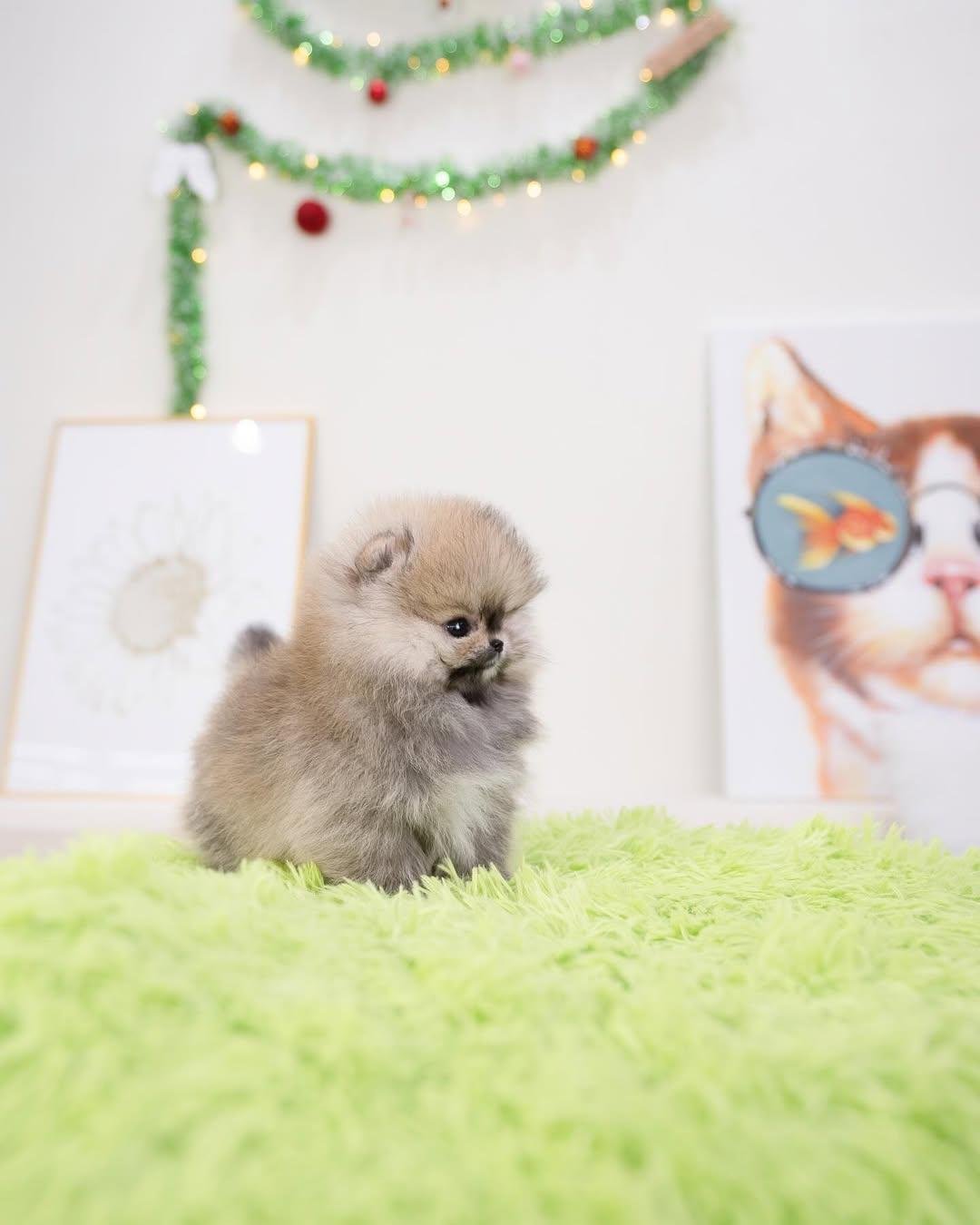 Buying a Pomeranian puppy 