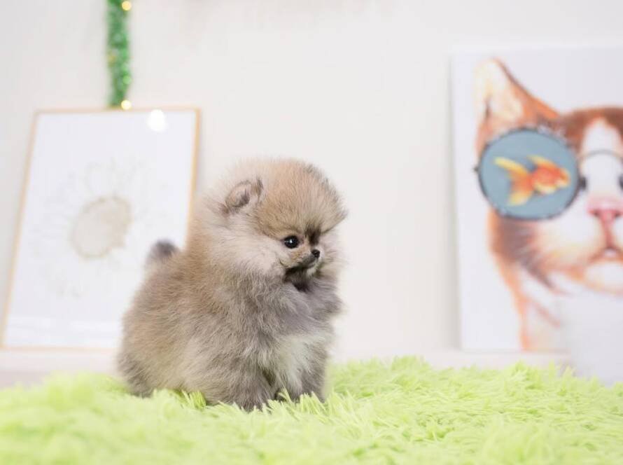 pom dog price