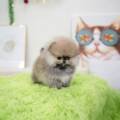 Teacup Pomeranian Buy Guide: 12 Important Things to Know Before Bringing One Home