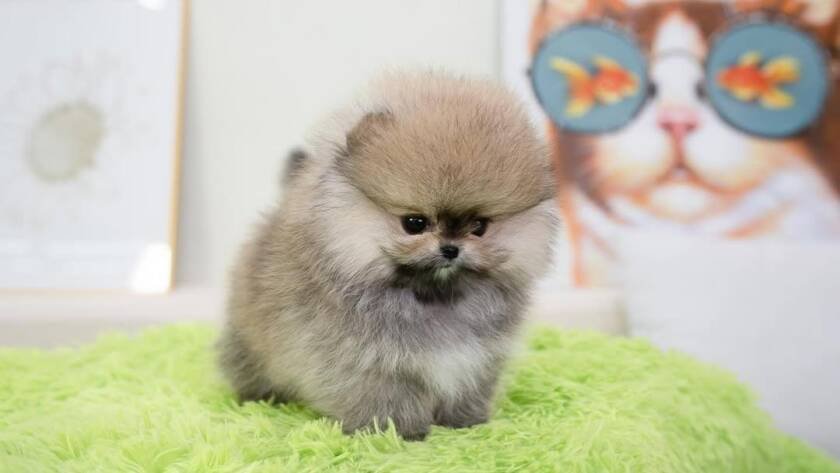 teacup Pomeranian buy