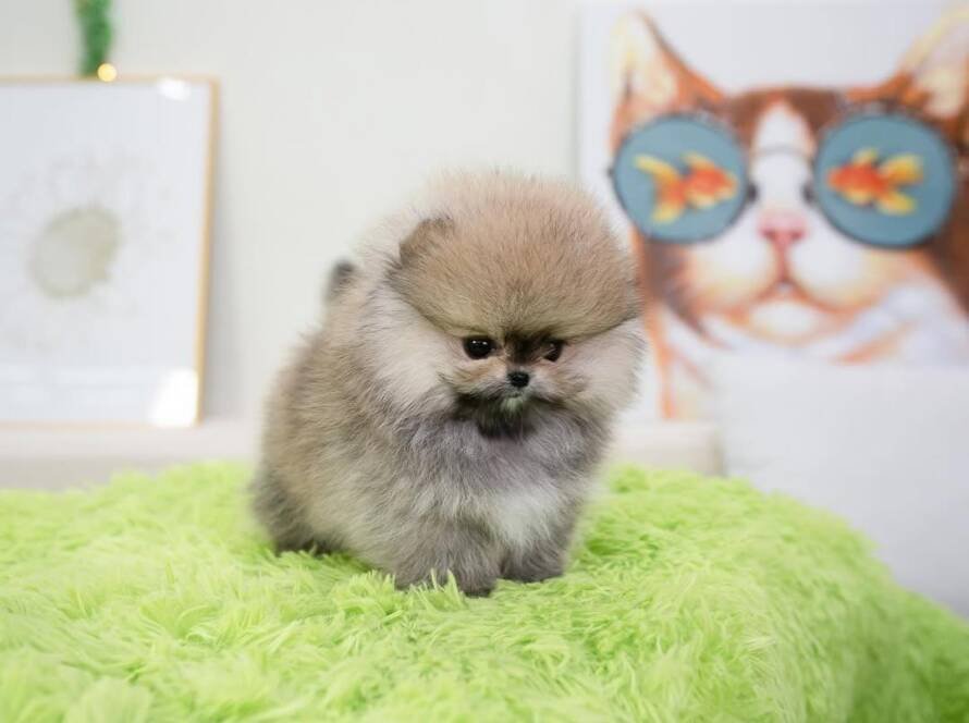 teacup pomeranian puppies for sale