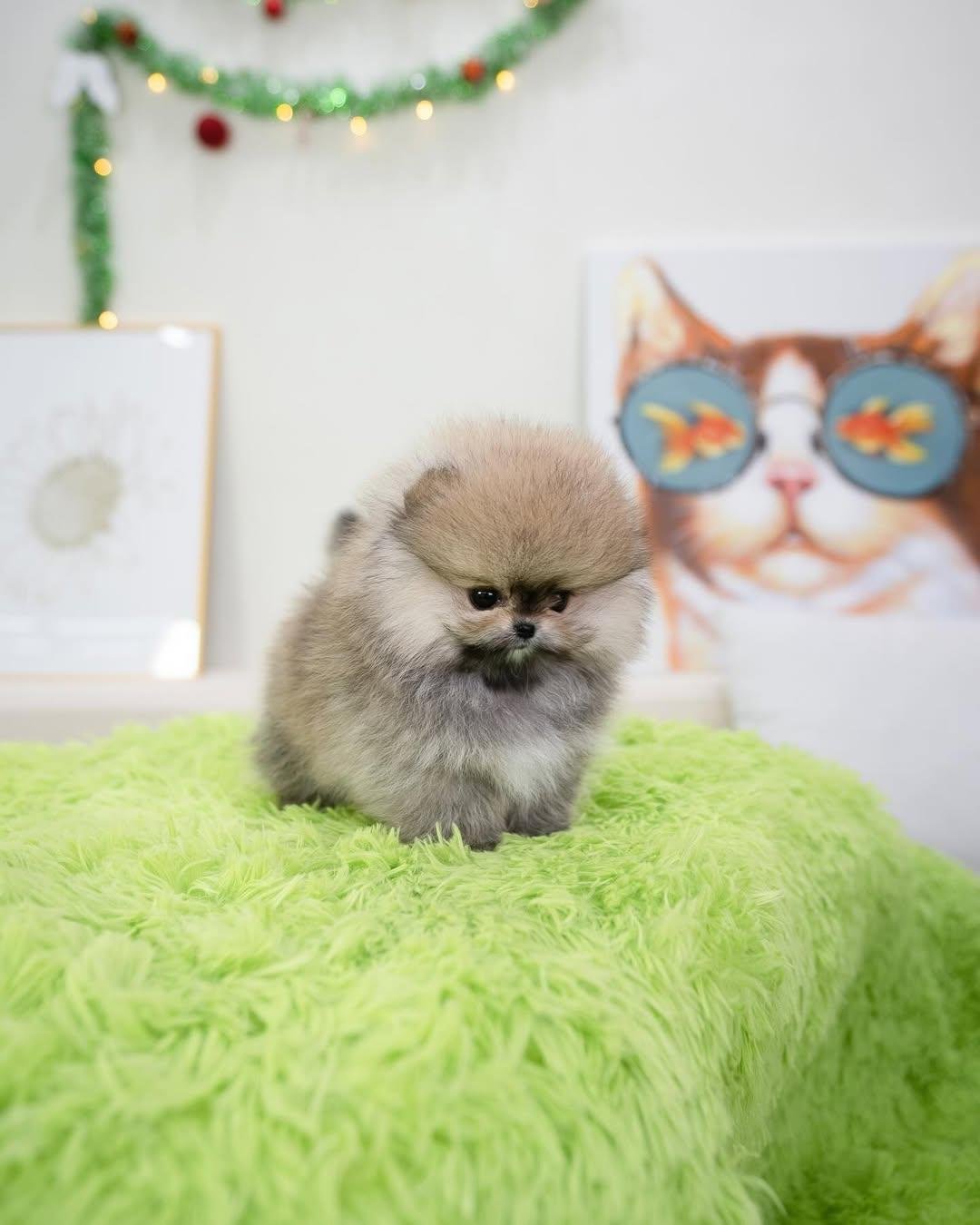 teacup pomeranian puppies for sale