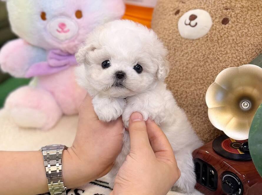 bichon frise price