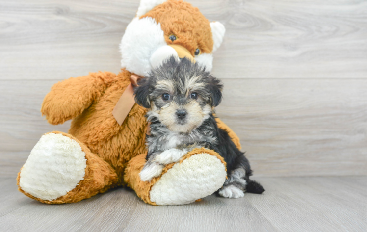 teacup Morkie