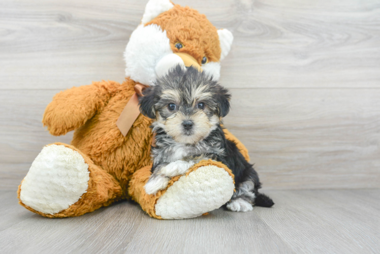 teacup Morkie