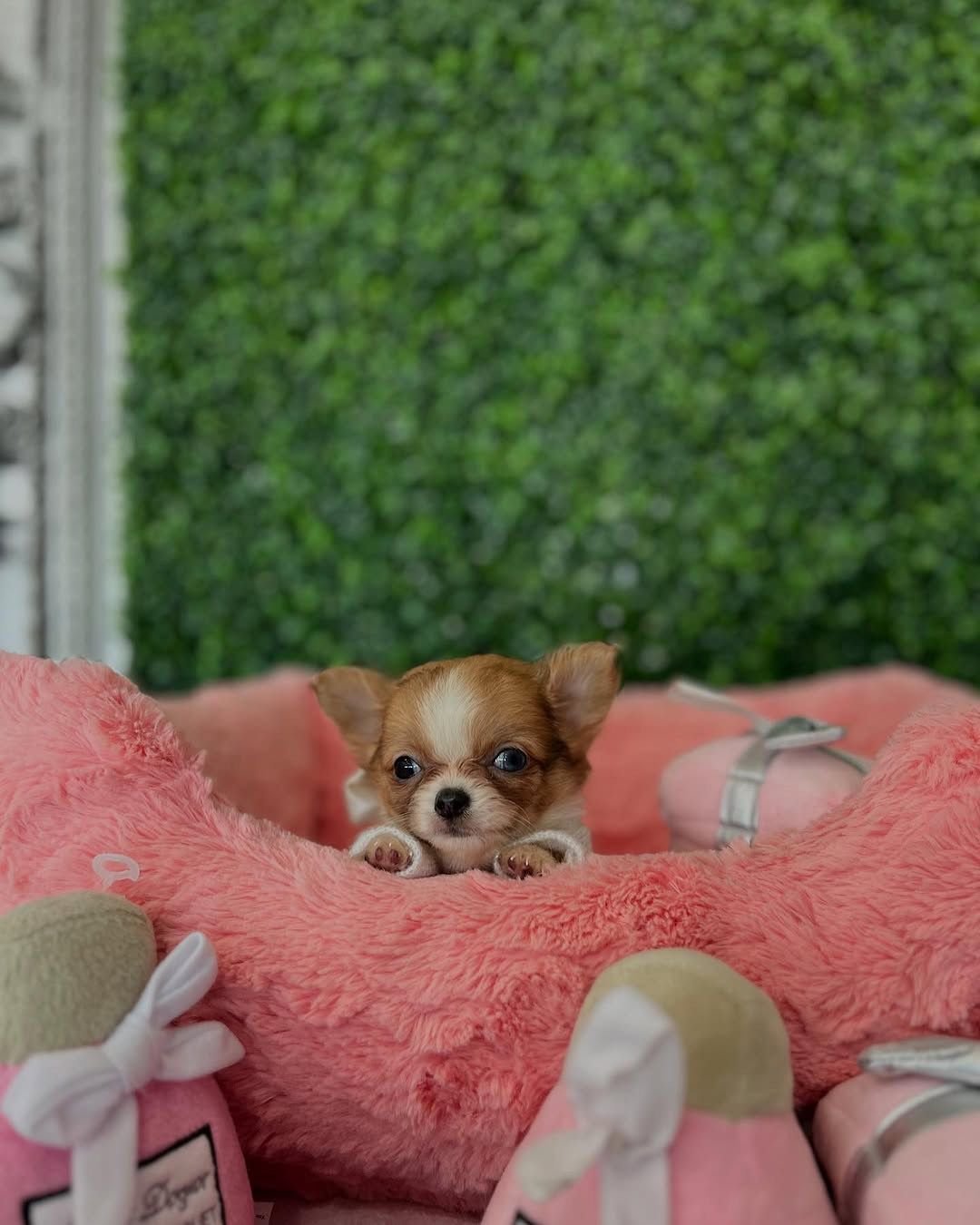 tiny puppies for sale
